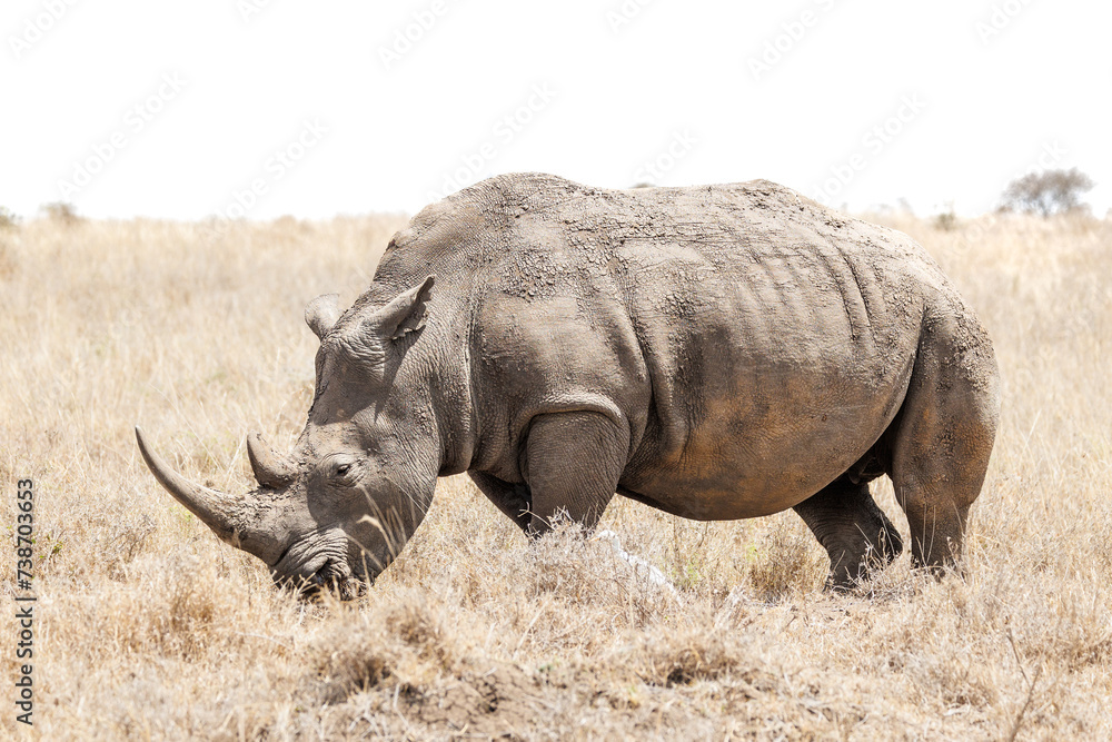 Obraz premium Nashorn