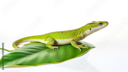 Green leaves and the skin of an emerald tree isolated on a white background