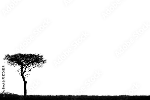 Baum