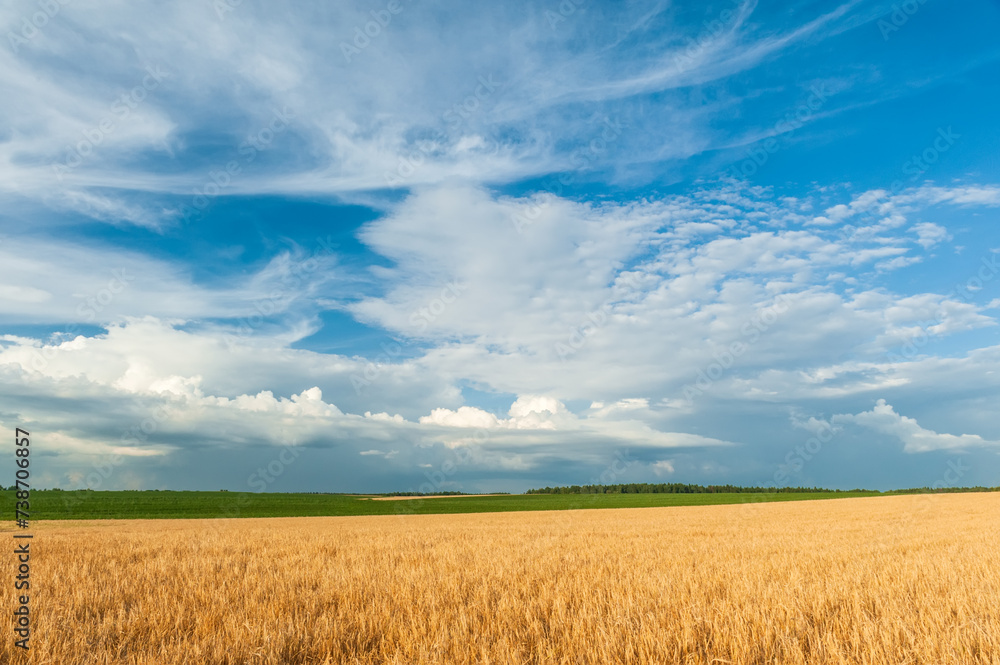 A field of golden wheat spikelets against a blue sky with beautiful white clouds.