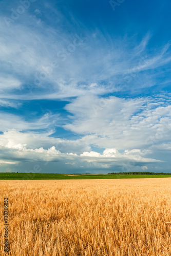 A field of golden wheat spikelets against a blue sky with beautiful white clouds.