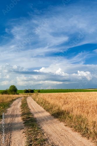 A field of golden wheat spikelets and a dirt road  against a blue sky with beautiful white clouds.