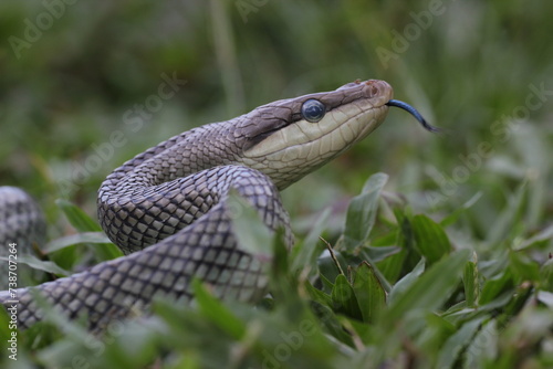 snake, ptyas fusca, a ptyas fusca snake in a meadow 