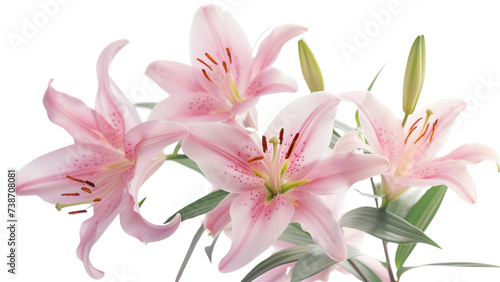 pink lily isolated on white © Siriwan