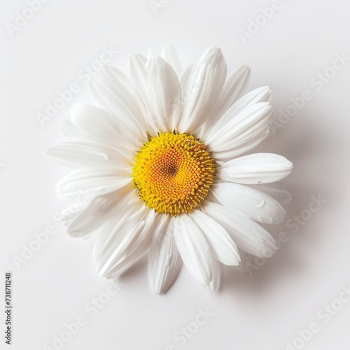 Simplicity in Bloom: Single White Daisy on a Clean Background