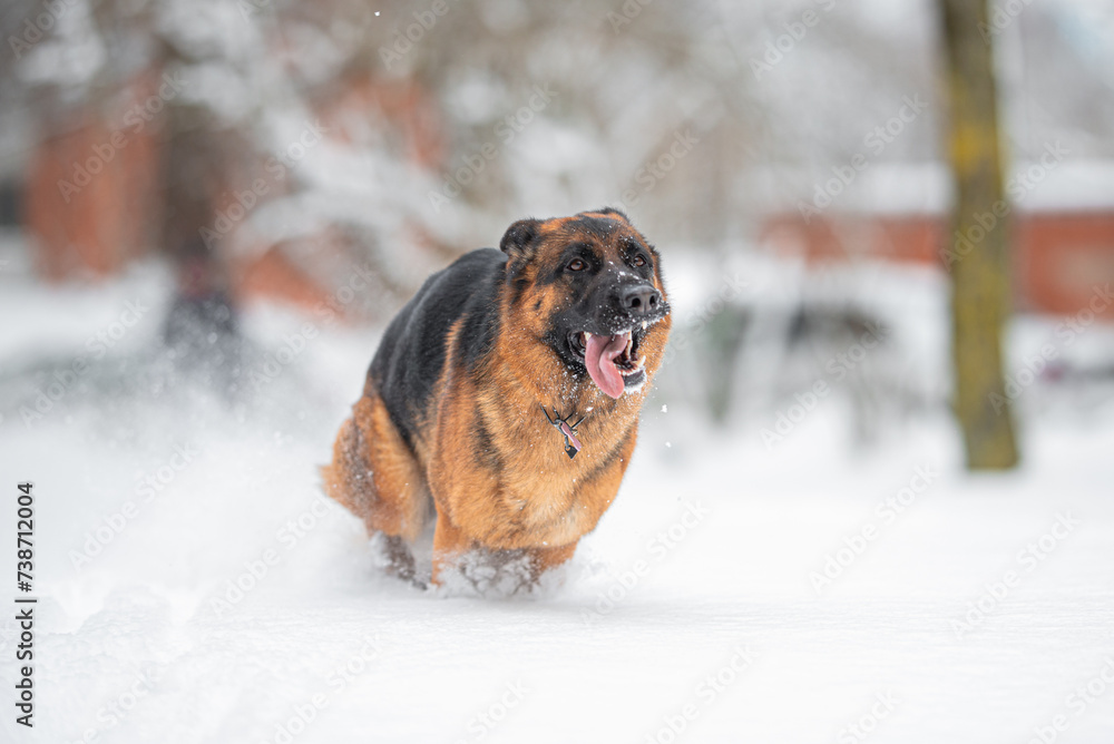 Beautiful purebred black and tan german shepherd outdoor running in the snow, white winter blurred background
