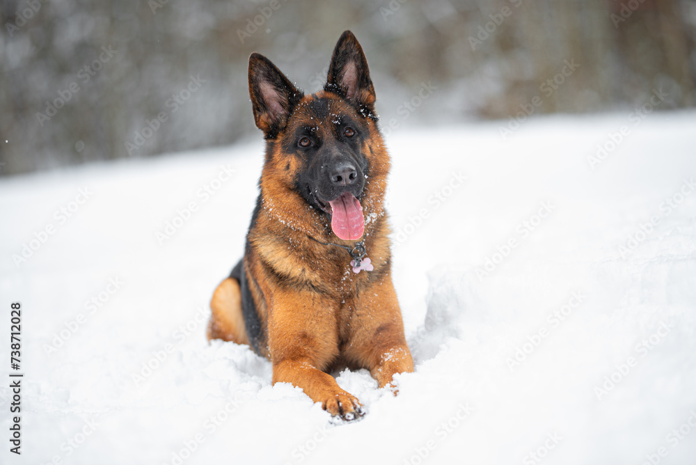 Beautiful purebred black and tan german shepherd portrait in the snow, white winter blurred background