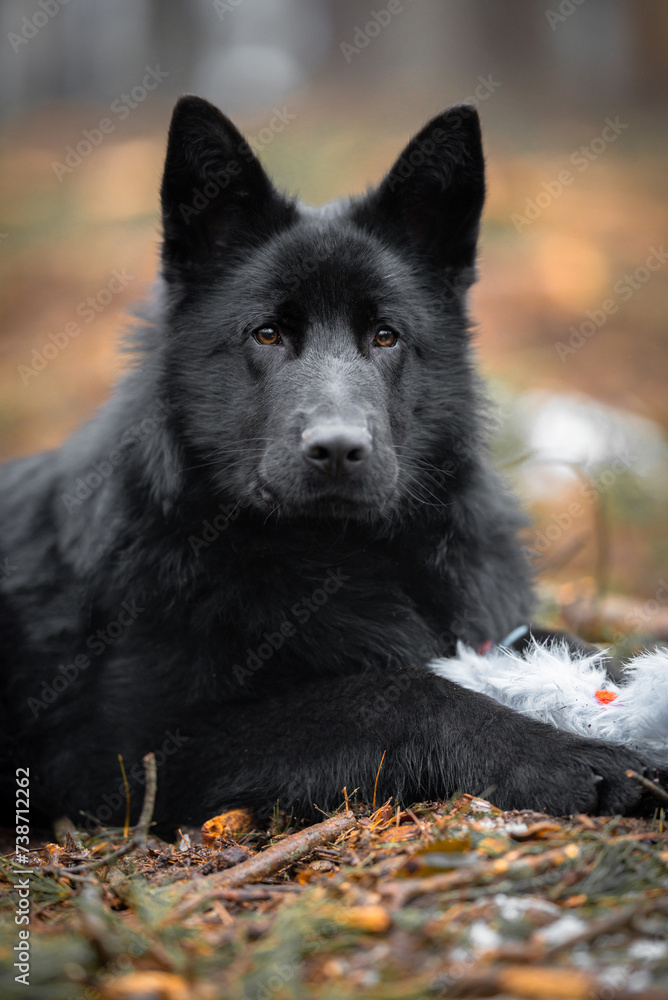 Pure black Wolfdog mix of German Shepherd and wolf, black gsd in the forest, near pine trees, black young predator posing,  blurred soft background