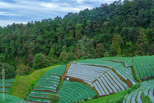 A lush green covered in Mount Sumbing slope of vegetables, taken from an aerial view. photo