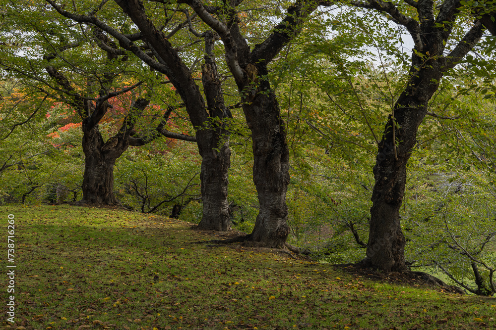 日本　北海道函館市にある五稜郭公園内の風景