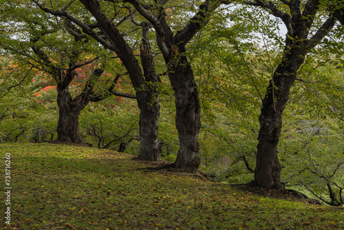 日本 北海道函館市にある五稜郭公園内の風景