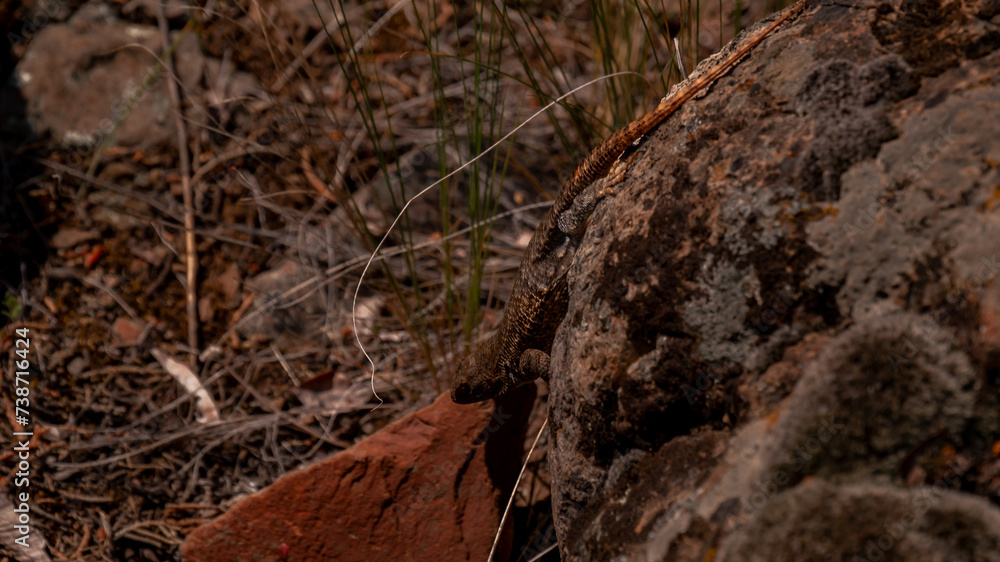 close up wildlife photo of an alligator lizard sitting on a rock close up wildlife photo of an alligator lizard sitting on a rock