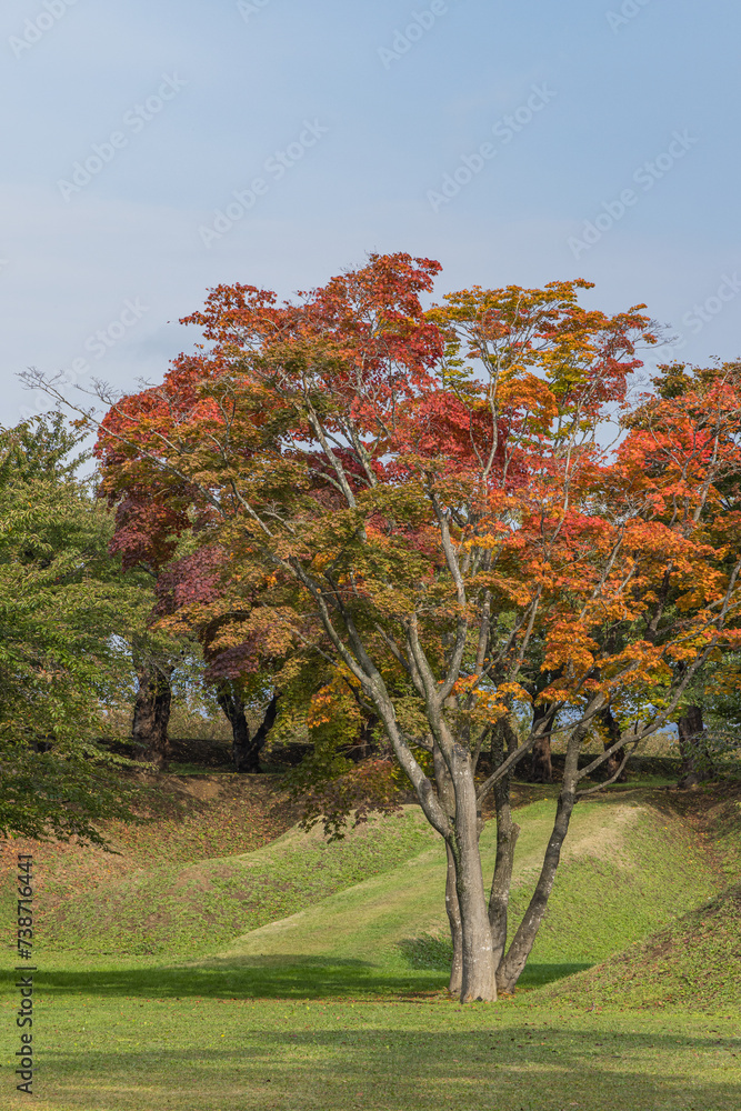 日本　北海道函館市にある五稜郭公園内の紅葉