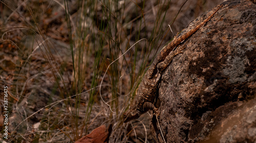close up wildlife photo of an alligator lizard sitting on a rock