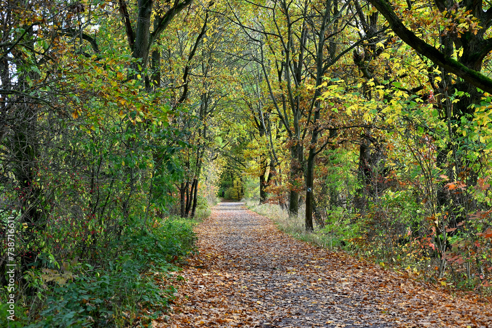 The way in the forest by the city The way in the forest by the city
