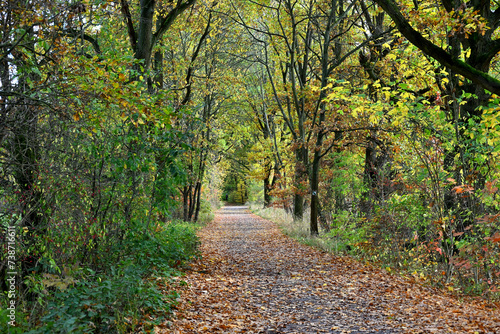 Wallpaper Mural The way in the forest by the city Torontodigital.ca