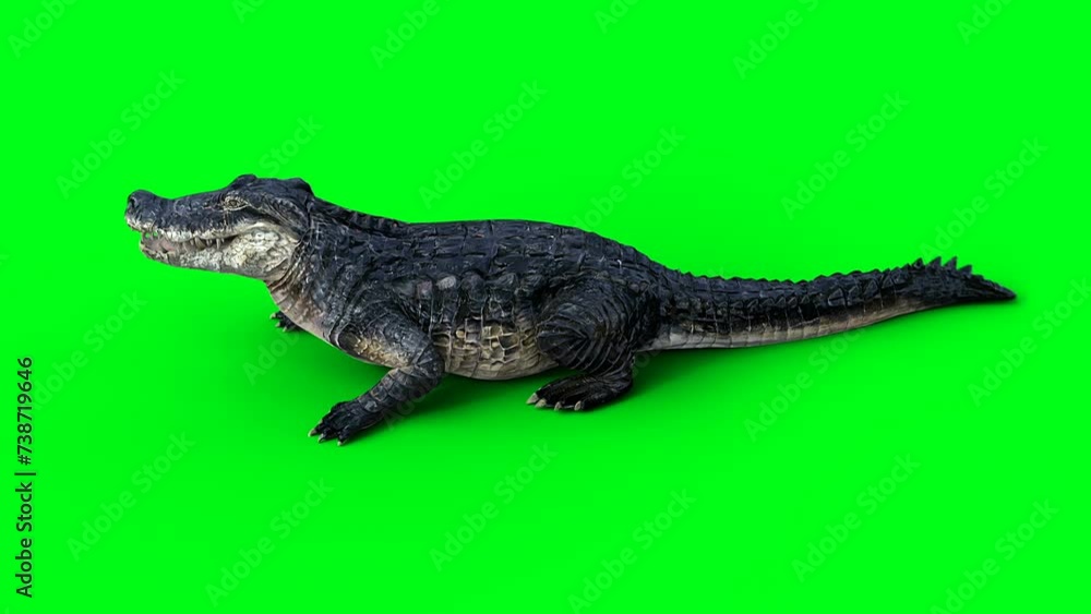 idle aggressive crocodile, alligator, reptile. 4k green screen isolate. idle aggressive crocodile, alligator, reptile. 4k green screen isolate.