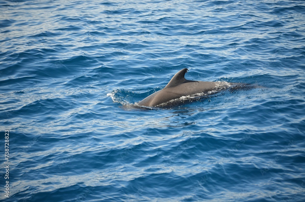 Obraz premium Wild delphins near Tenerife swimming