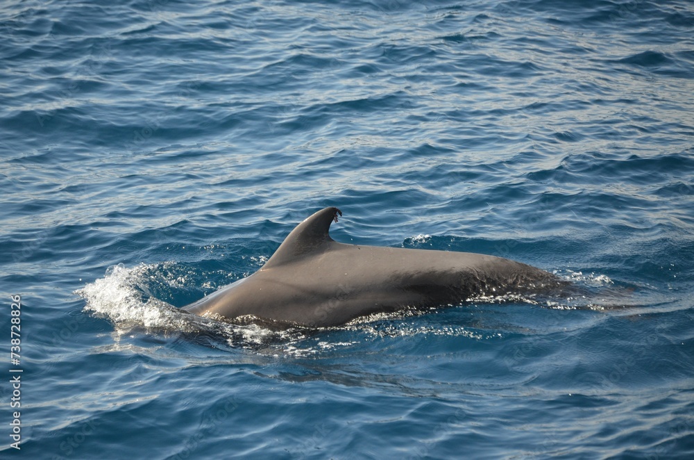 Obraz premium Wild delphins near Tenerife swimming