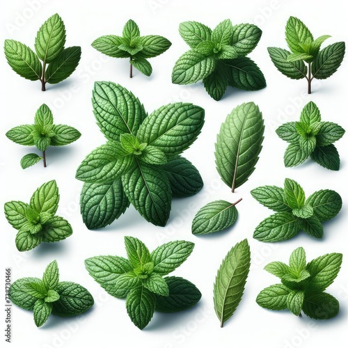 set of green mint leaves isolated on white background