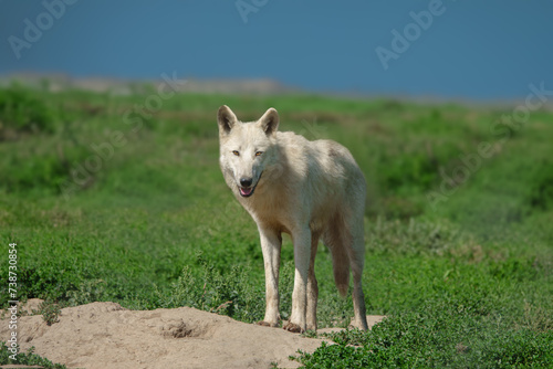 Arctic wolf standing on a background of grass