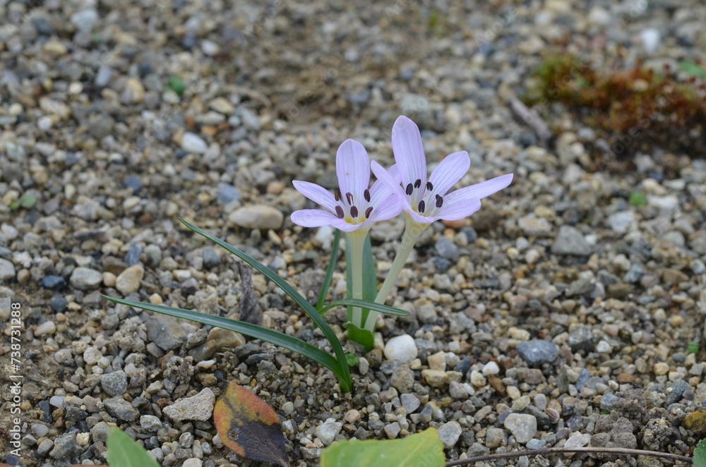 Autumn blooming Colchicum cupanii in the garden Autumn blooming Colchicum cupanii in the garden