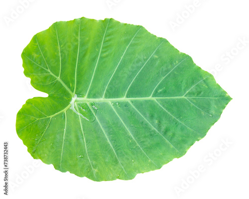 Top view of a Green taro leaf  or Indian taro  Giant Elephant Ear  Colocasia gigantea Hook  Araceae    isolated on    white    background