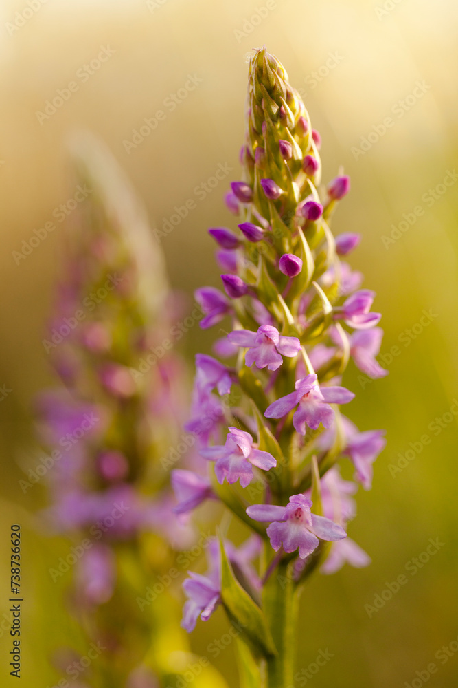 Orchidée sauvage Orchidée sauvage