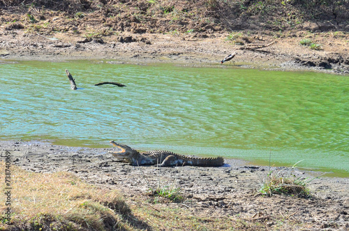 Сrocodile with open jaws lies on the banks of the river,Yala National Park,Sri Lanka
