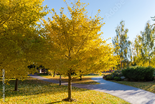 Trees of Ginkgo biloba with yellow autumn leaves in park photo