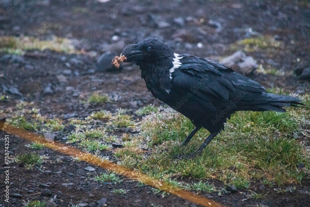 Obraz premium A Raven’s Feast Amidst the Misty Terrain