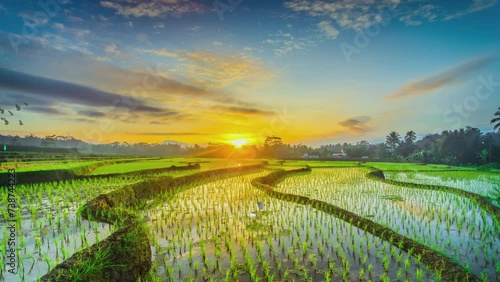 Sunrise in the rice fields, beautiful sky and moving clouds, seamless Looping 4K video background. 