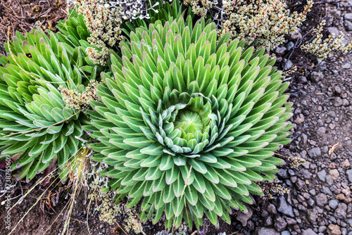 Fotografie Lobelia Deckeni: A Green Gem Amidst Kilimanjaro’s Majestic Moorland