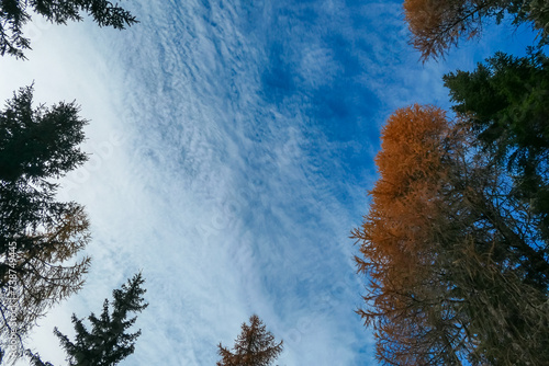 bright autumn trees with golden yellow leaves stands tall against clear blue sky in Grebenzen, Gurktal Alps, Styria, Austria. Colourful trees in serene atmosphere Austrian Alps. Vibrant golden colours photo