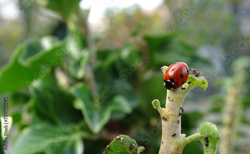 a ladybug sits on the branch of an ivy photo