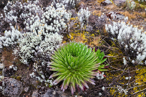 Obraz na plátně Lobelia Deckeni: A Green Gem Amidst Kilimanjaro’s Majestic Moorland