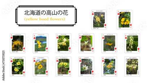 北海道の花のトランプ（ダイヤ編）
