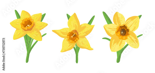 yellow daffodils isolated on white