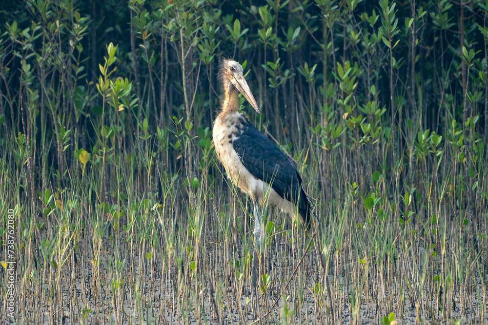 The lesser adjutant (Leptoptilos javanicus) The lesser adjutant (Leptoptilos javanicus)