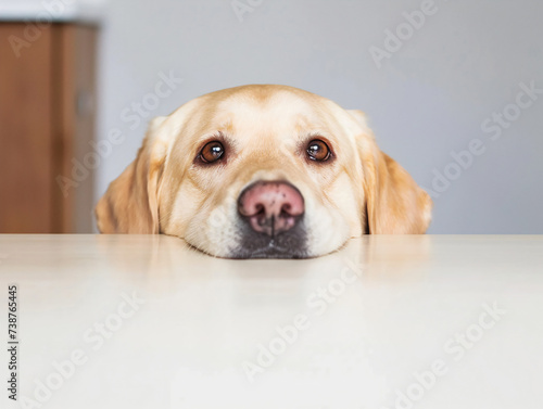 doge captivating eyes is peeking out from the edge of a white table  white bg
