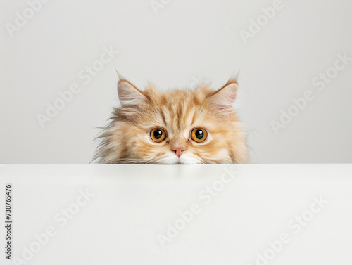 Cat captivating eyes is peeking out from the edge of a white table, white bg