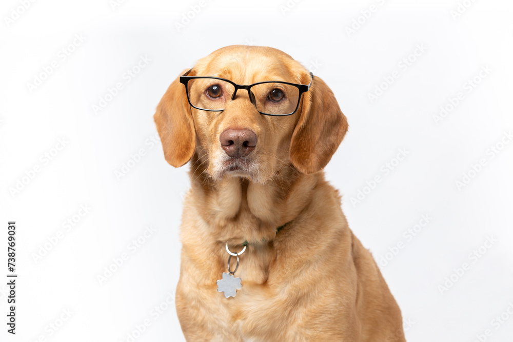 Close up horizontal studio portrait of retriever labrador wearing transparent glasses looking serious. shot on a white background.