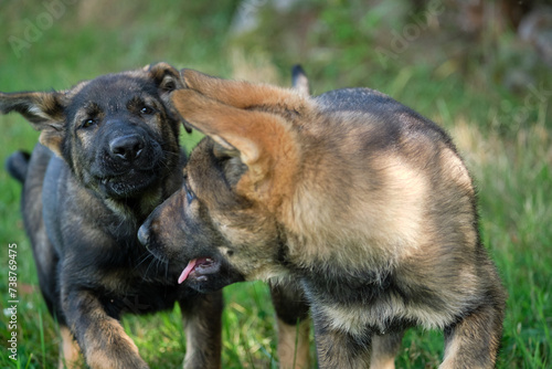 Beautiful and cute German Shepherd puppies playing in a garden on a sunny day in Skaraborg Sweden