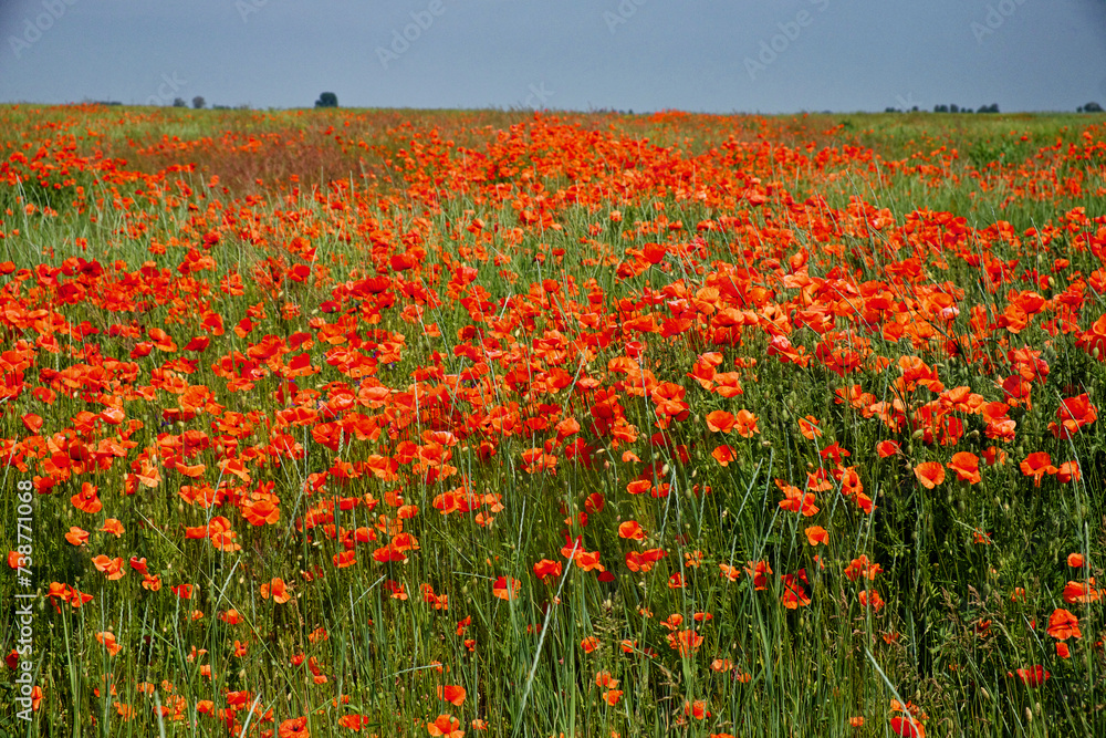 A field of green grass with clusters of bright red poppies under a clear blue sky.