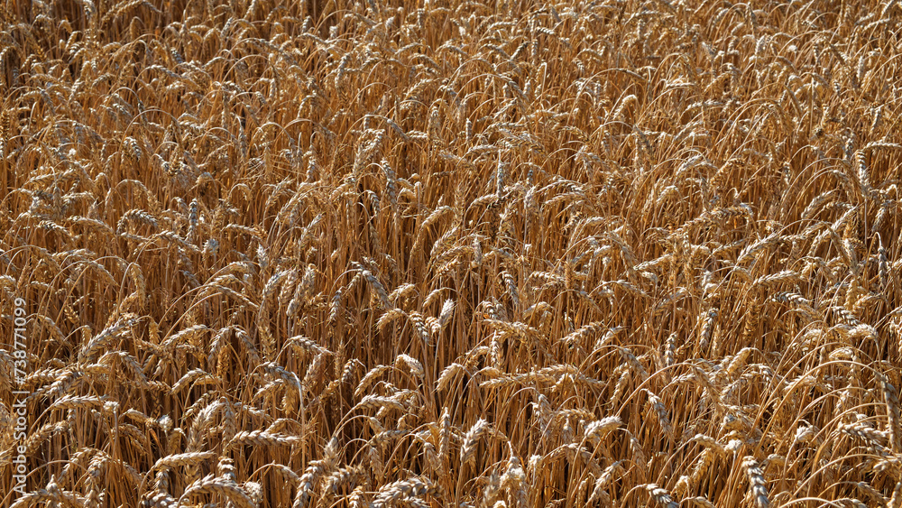 Dense field of ripe, golden-colored wheat stalks. Dense field of ripe, golden-colored wheat stalks.