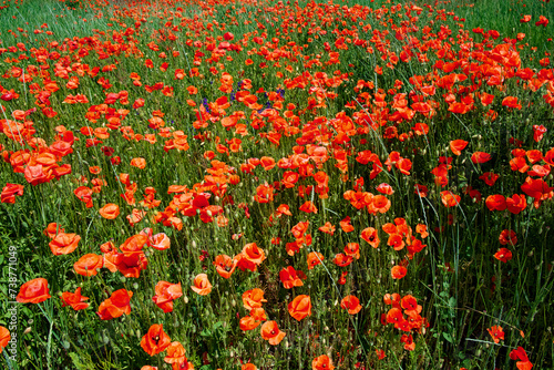 A field full of bright red poppies mixed with green grass under sunlight.