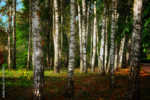 Fototapeta Naklejka Na Ścianę i Meble -  Birch trees stand tall with their distinct white bark and black markings amidst greenery and sunlight.