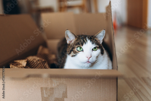 European cat in a delivery paper box. The concept of buying a new home or relocation. Pet sitting in a cardboard box. Looking cat in removal box