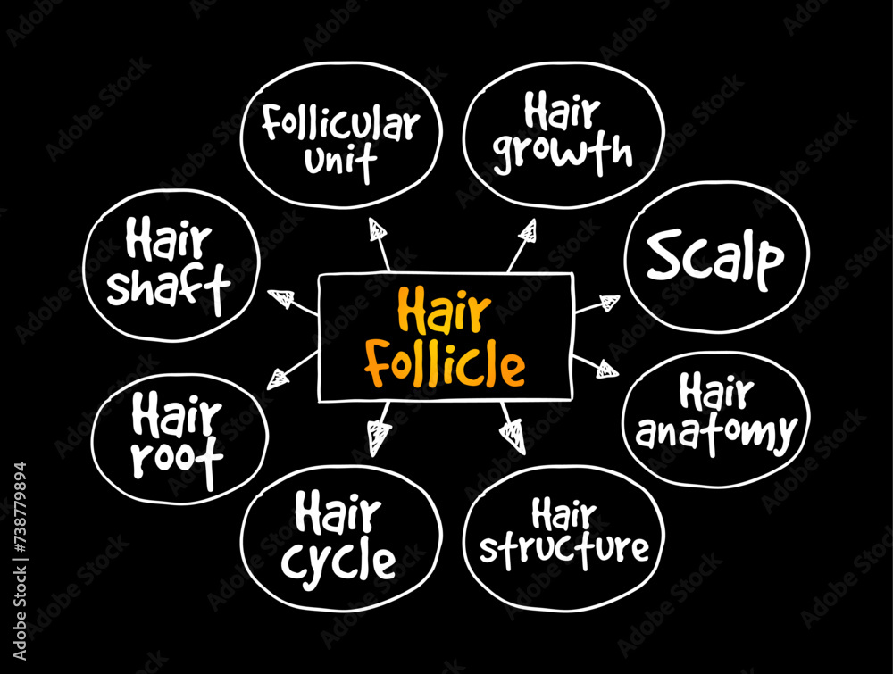 Hair Follicle is an organ found in mammalian skin, mind map text concept background