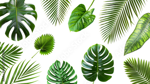 Tropical palm leaves (Monstera) are set on an isolated, transparent white background. Watercolor, hand-painted, summer clipart